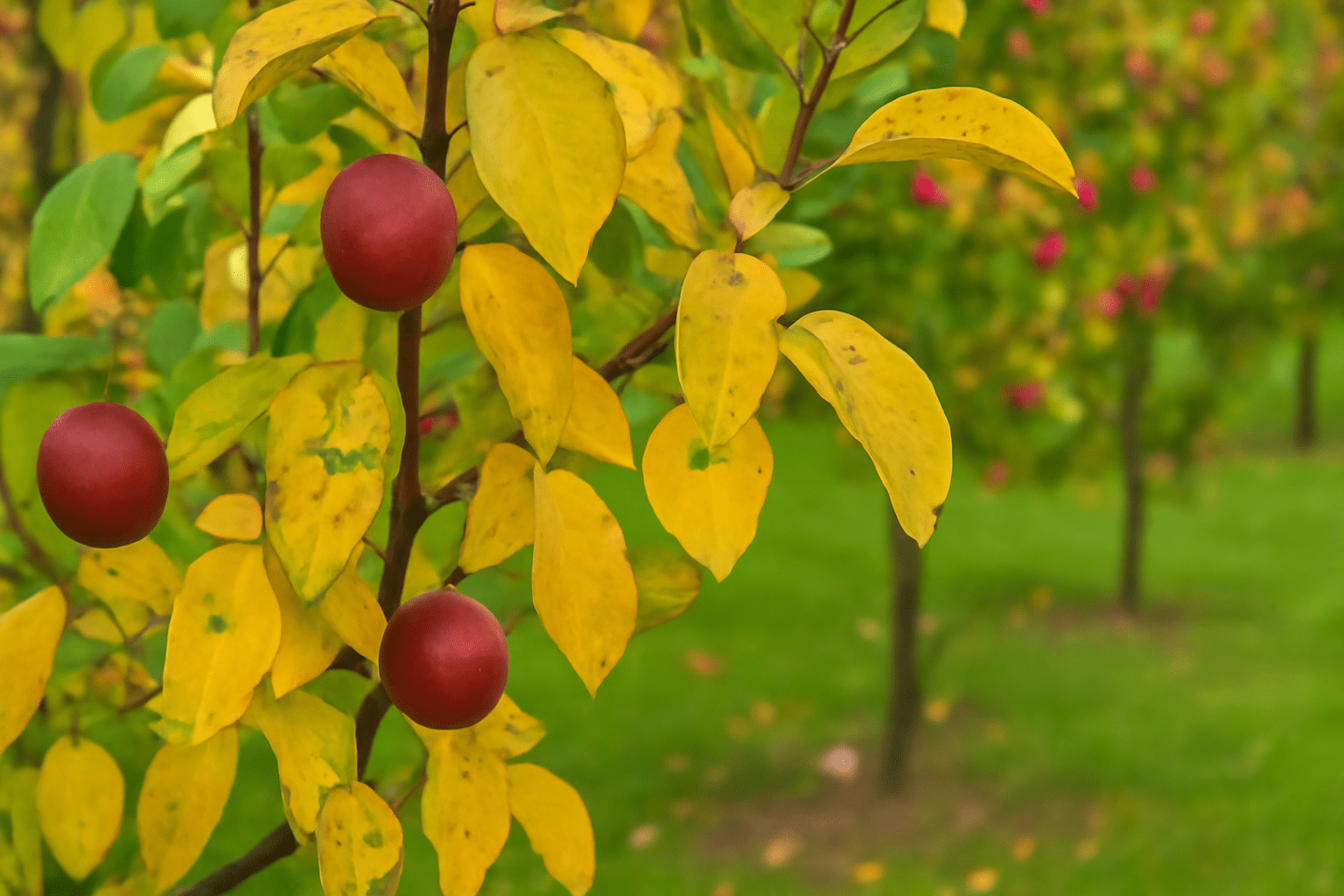 "Paradise apple tree with yellowing leaves, indicating a possible nutrient deficiency or watering issue."