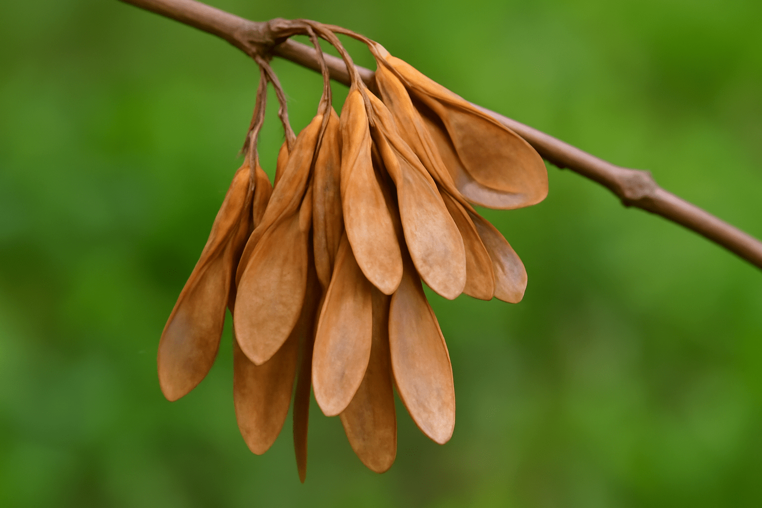 "Close-up of white ash tree samaras (winged seeds) hanging from a branch or on the ground, showing their brown and papery appearance."