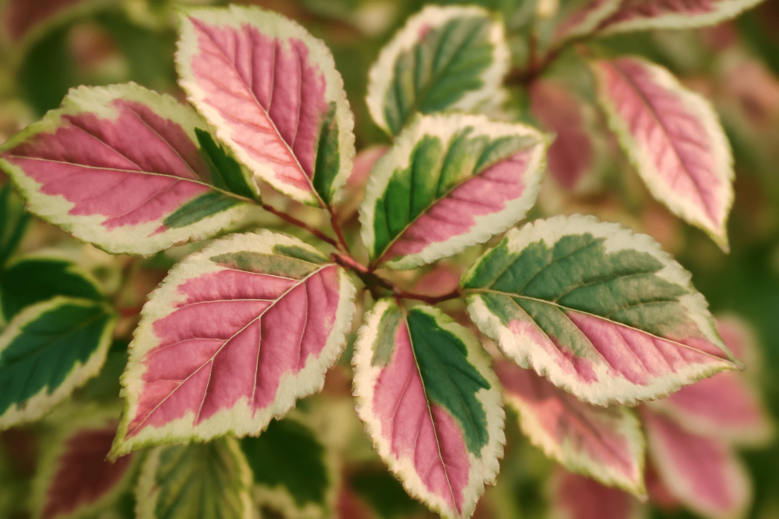 Close-up of colorful leaves showcasing pink edges and green centers, highlighted by creamy white borders, creating a vibrant foliage pattern.