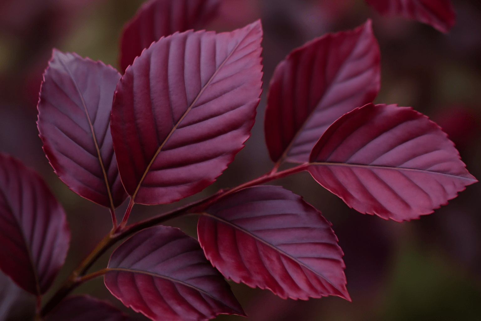Close-up of vibrant, burgundy-colored leaves with visible veins. The soft-focus background creates a warm, autumnal atmosphere.