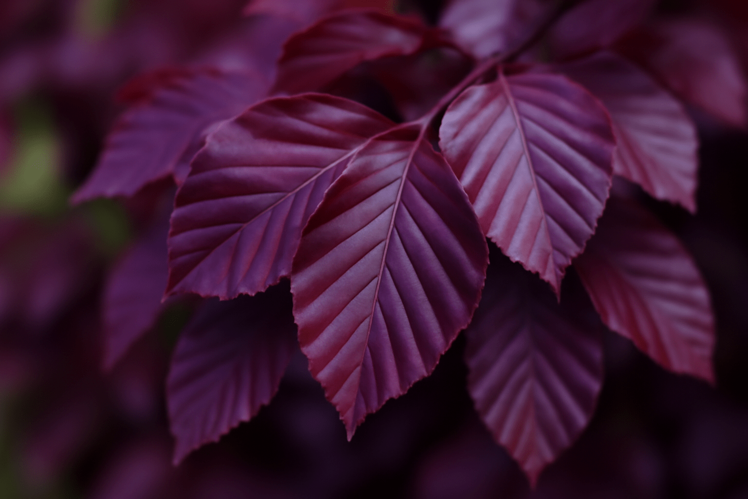 Close-up of vibrant purple leaves with serrated edges and prominent veins. The rich hues and soft lighting evoke a sense of calm and natural beauty.