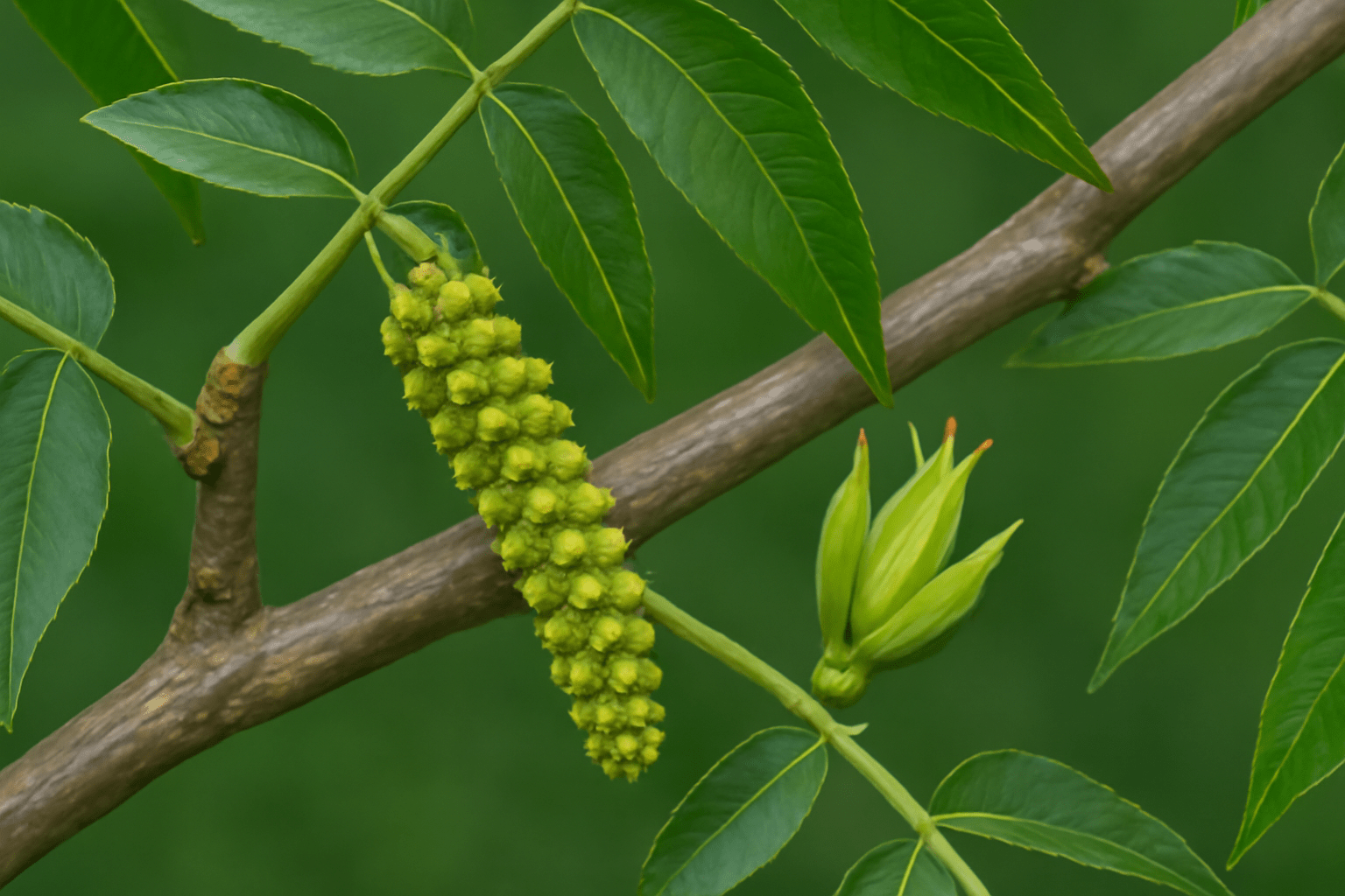Image Alt Text: "Close-up of male and female pecan tree flowers blooming on the same tree, highlighting their differences."