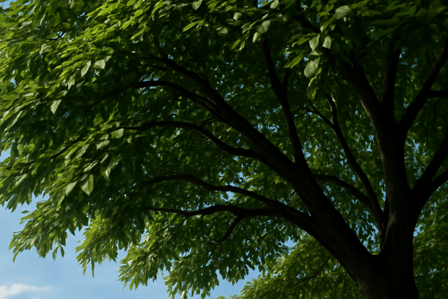 A lush green tree with vibrant leaves against a clear blue sky.