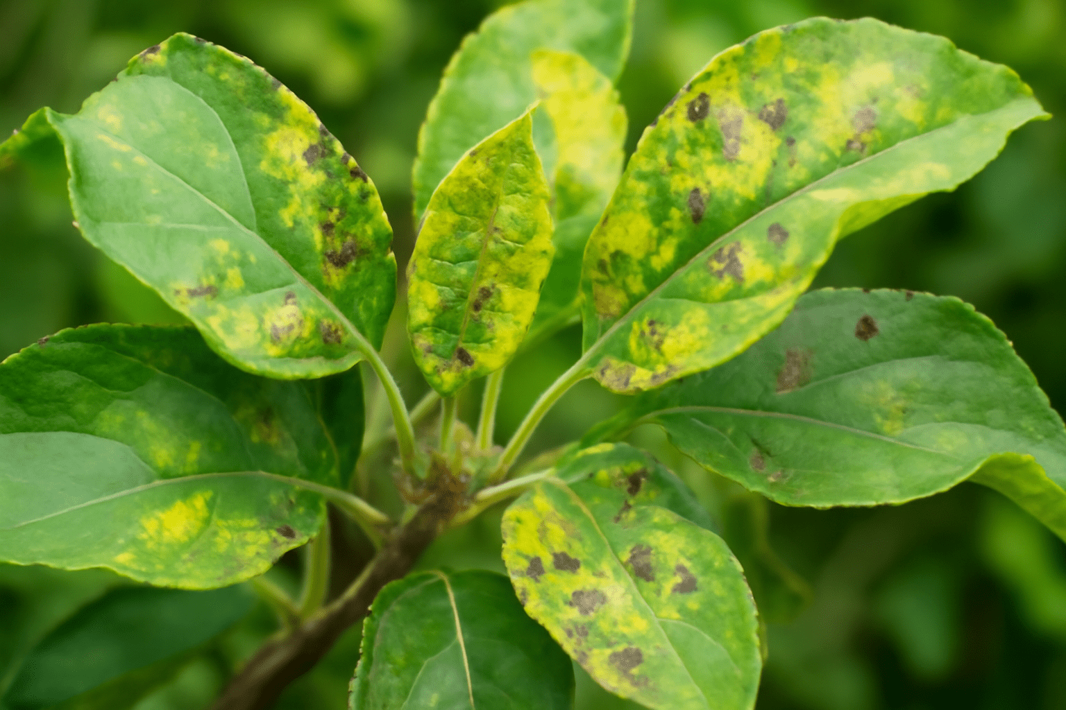 "Close-up of apple tree leaves with aphids and disease signs, highlighting the need for protection with apple tree spray."