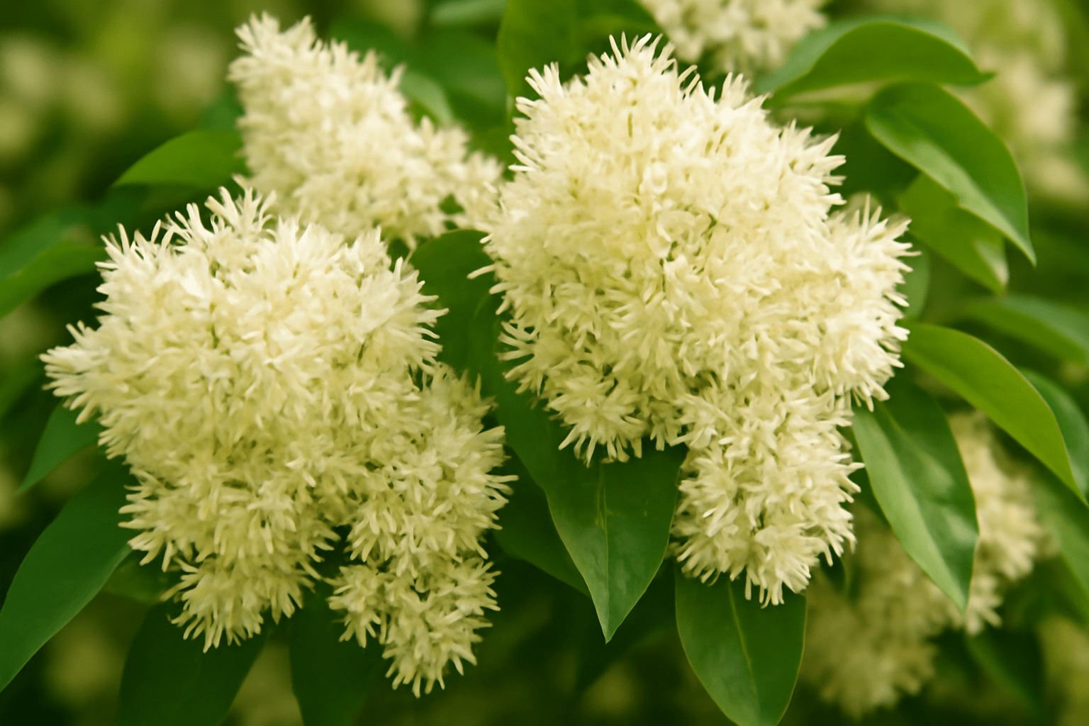"Close-up of fragrant ash tree with delicate white flowers, showcasing its aromatic blooms and lush green foliage."