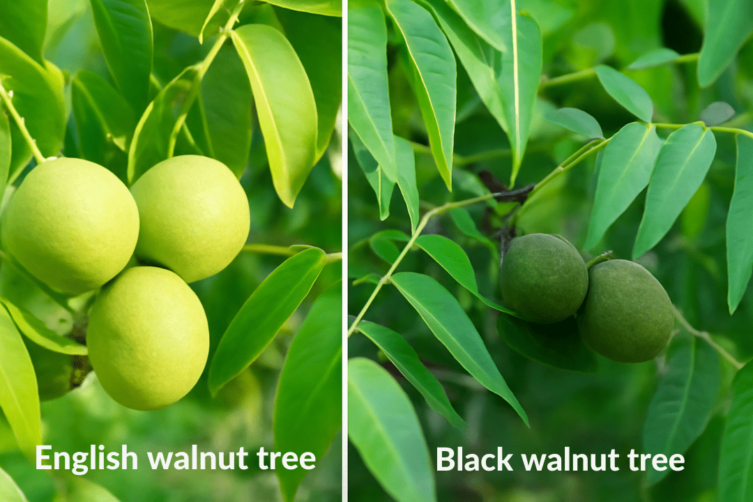 "Comparison of English walnut tree and Black walnut tree, showing their unique characteristics."