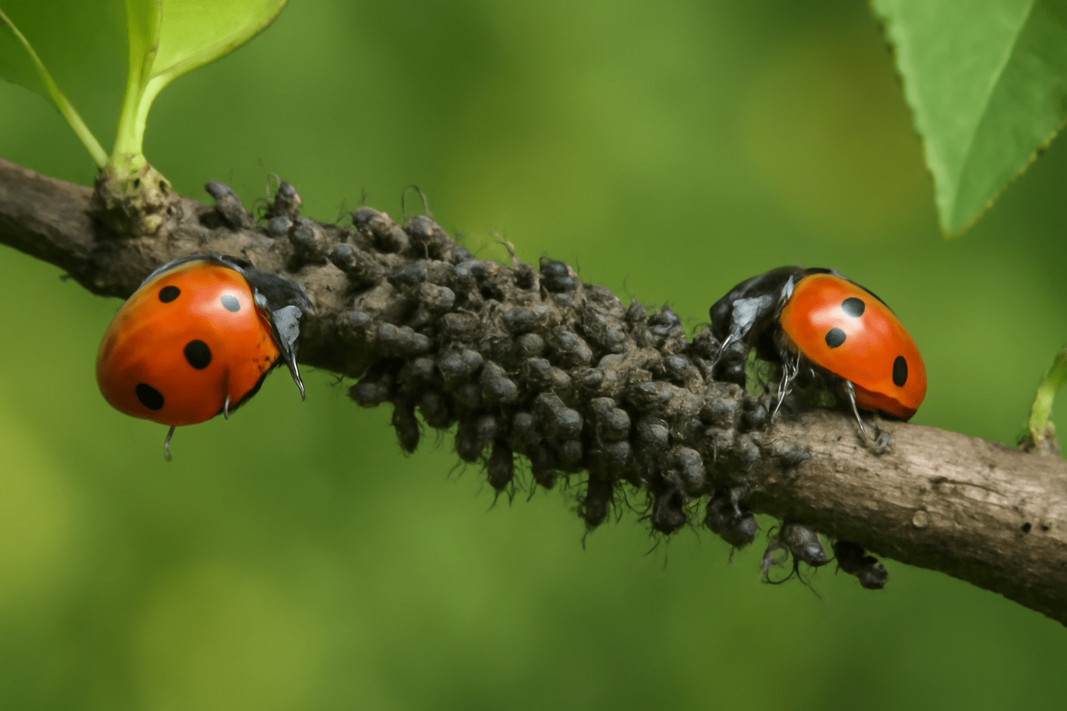 "Aphids and ladybugs on a Slender Silhouette Sweetgum tree branch, illustrating natural pest control."