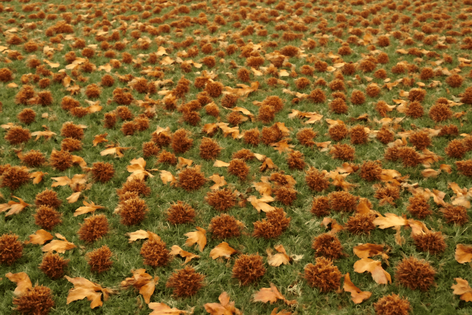 "Lawn covered with sweetgum pods and fallen leaves, showing a cluttered garden area."