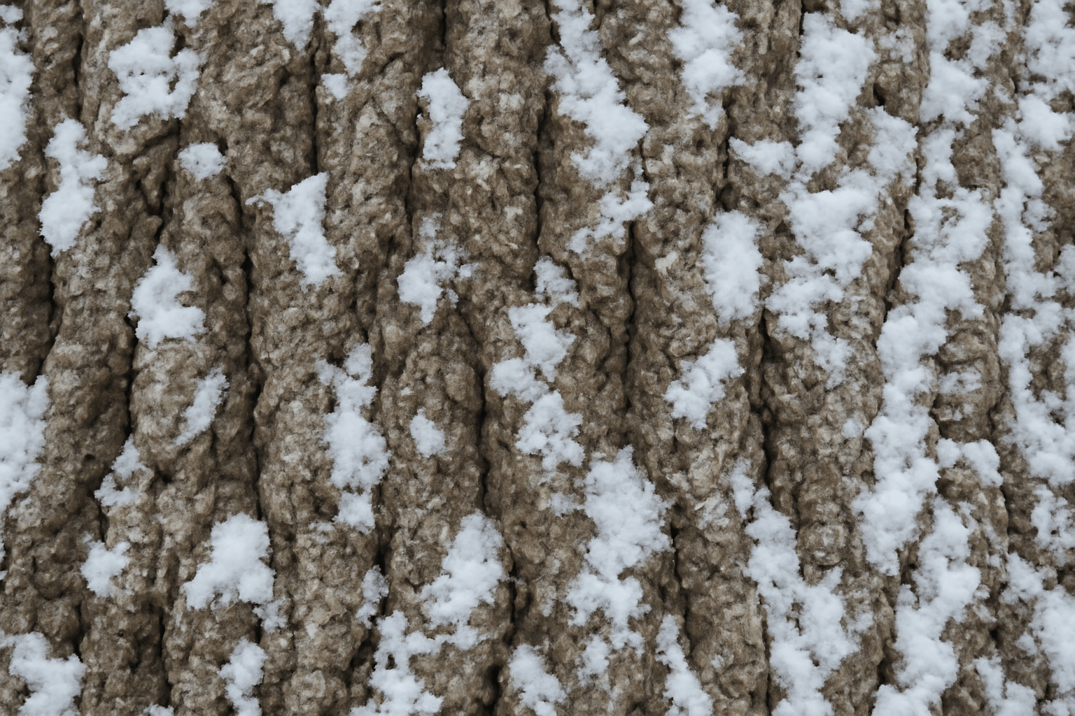 "Close-up of hickory tree bark with deep ridges and snow or frost."