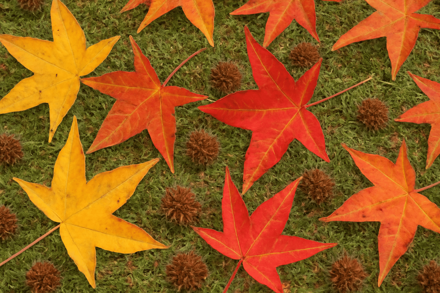 Close-up of sweetgum tree with vibrant autumn leaves and gum balls scattered on the ground.