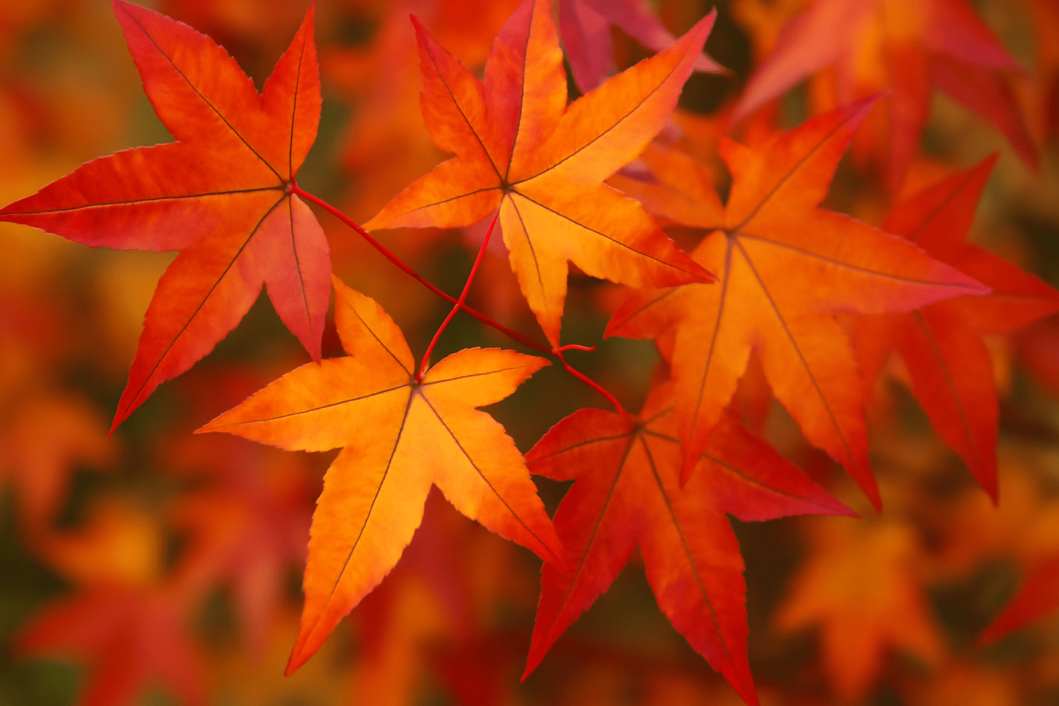 Sweetgum tree with vibrant fall colors, showcasing star-shaped leaves in red, orange, and yellow.