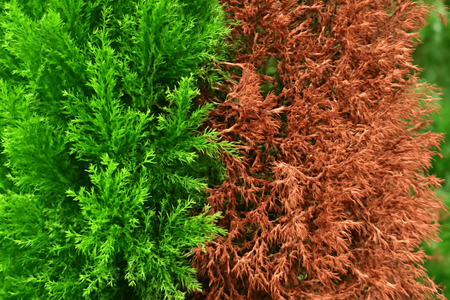 lose-up of two trees with contrasting colors, showcasing their unique foliage and textures against a blurred background. 