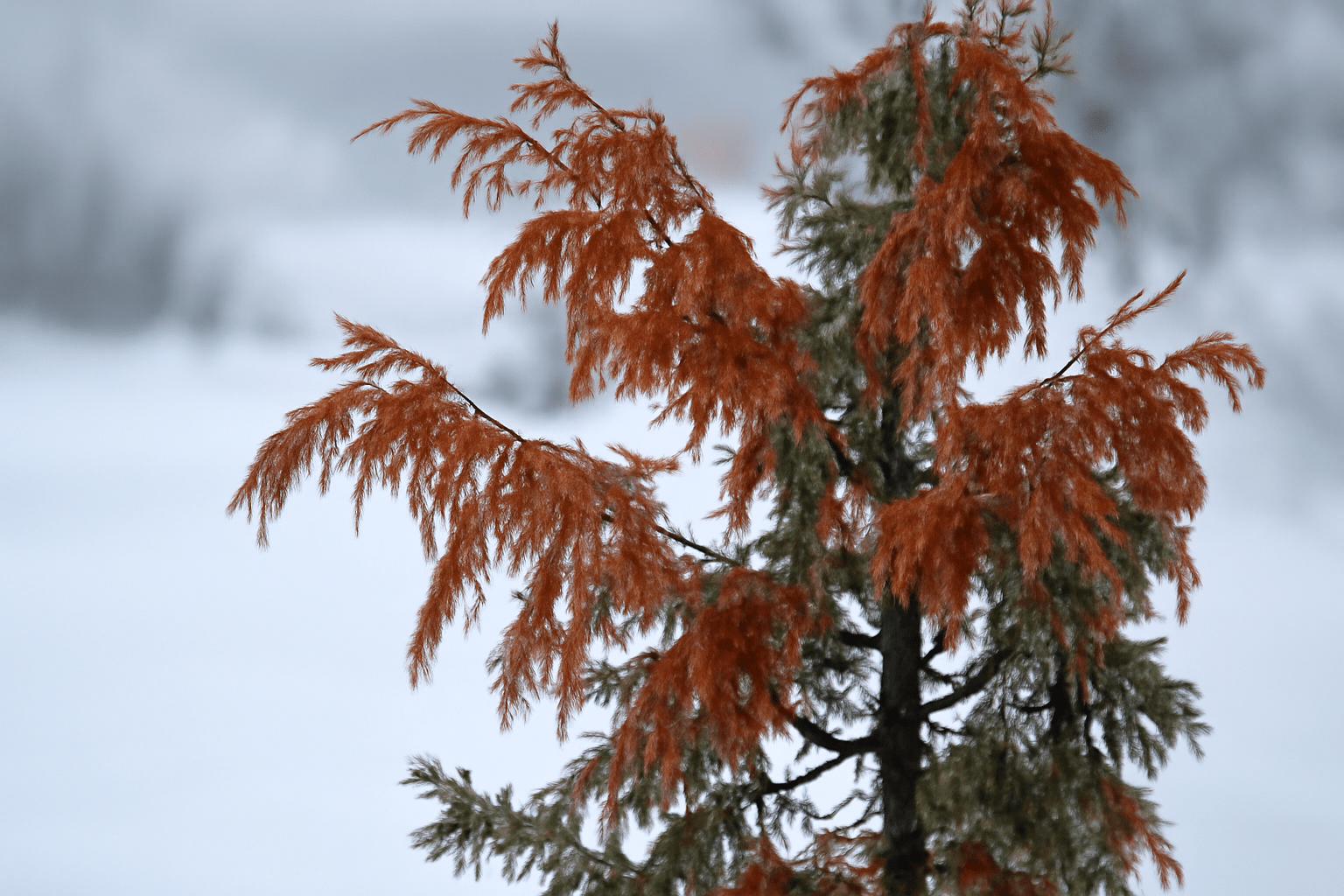 A juniper tree with vibrant red leaves stands out against a backdrop of white snow.