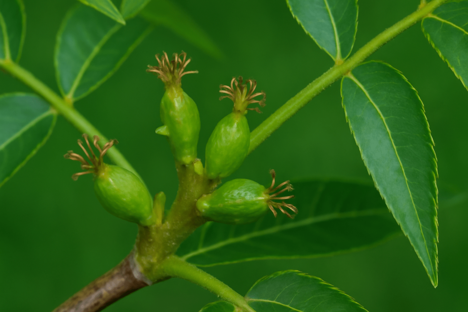 "Close-up of tiny female pecan tree flowers (pistillate) at the tips of branches, with some forming small green pecans."