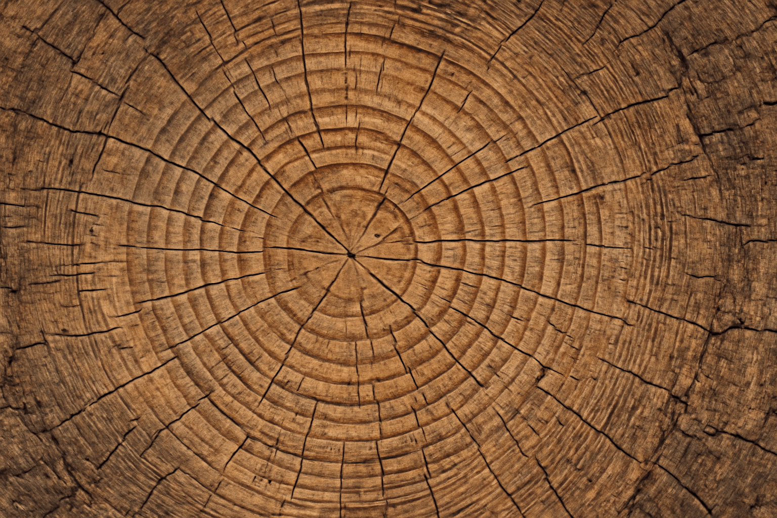 "Close-up of tree rings from an old hickory tree, showing its age and growth."