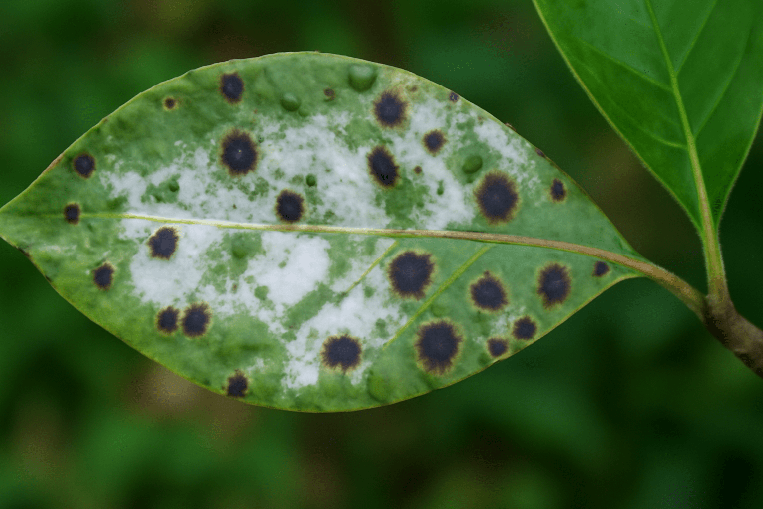 "Magnolia tree leaf with dark spots and powdery fungal growth."