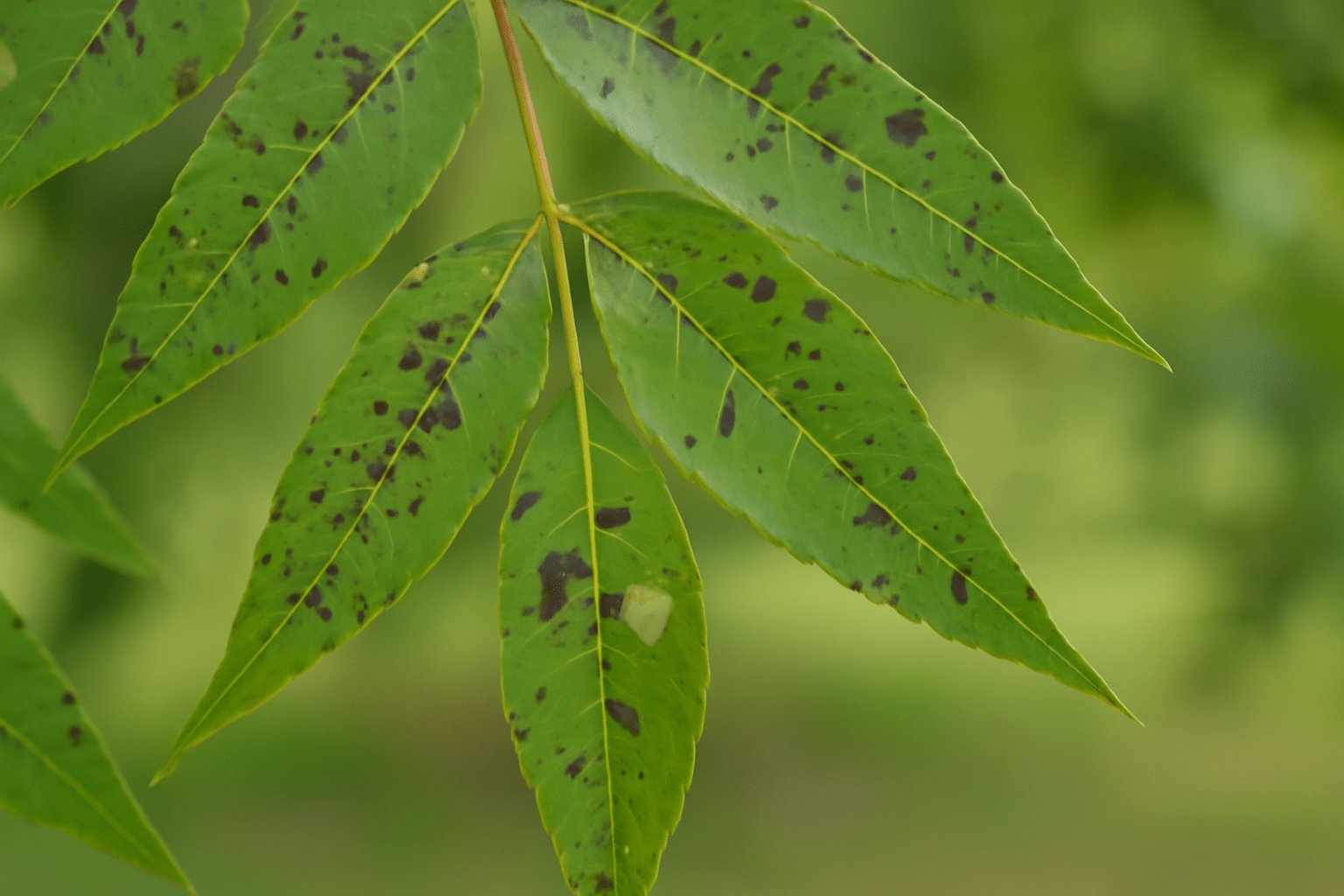 "Pecan tree leaf showing damage from pests and diseases, such as pecan weevil damage and fungal scab."
