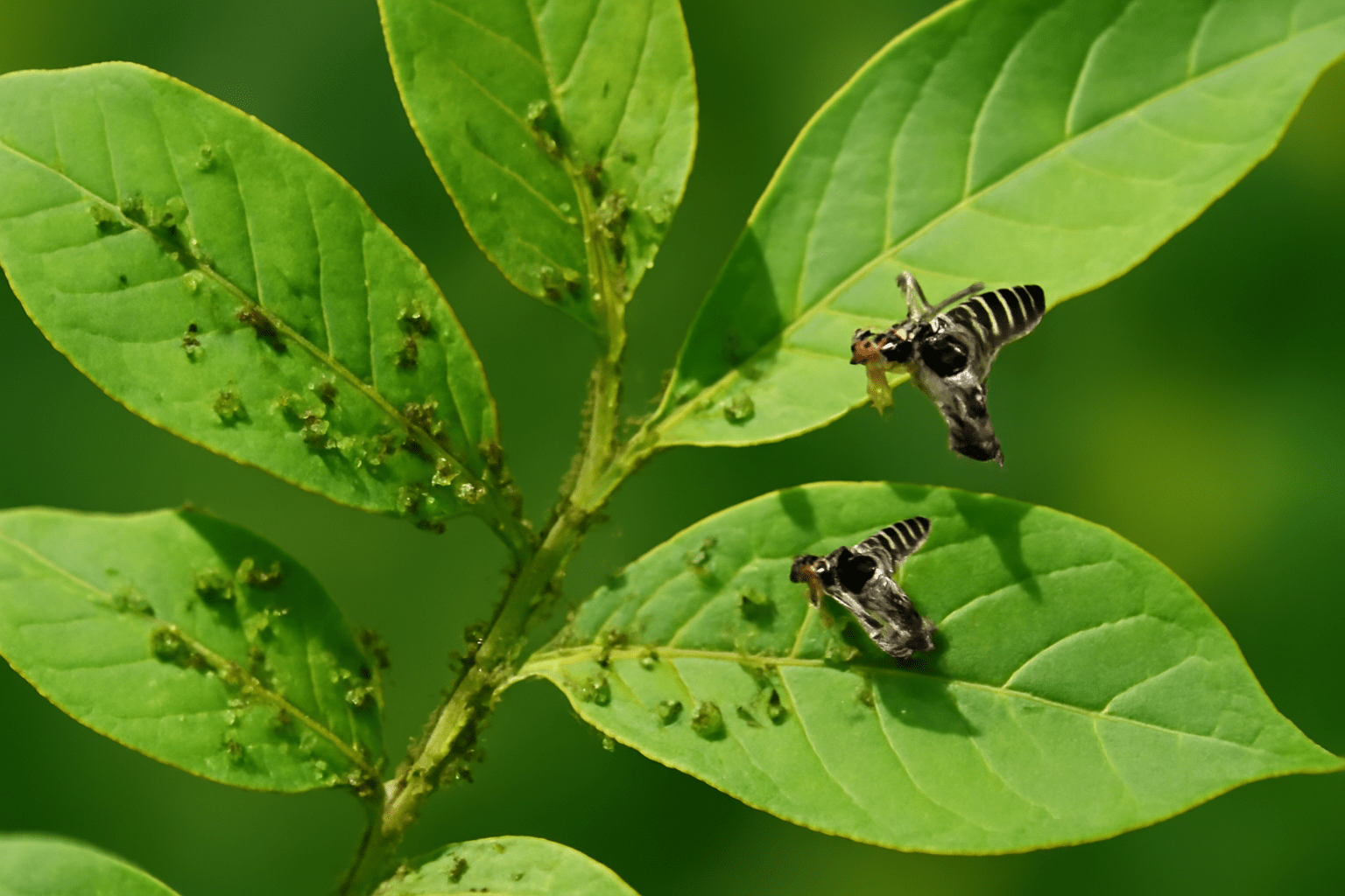 "Close-up of walnut tree leaves with visible pests like aphids and walnut husk flies, highlighting the need for pest management."