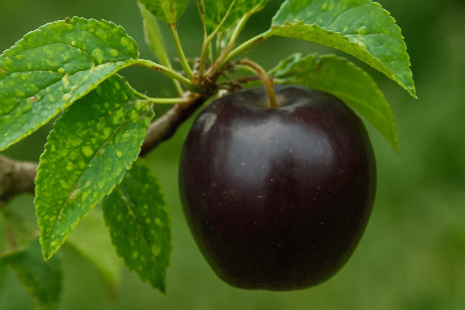 "Pests on an Arkansas Black apple tree’s leaves, showing the importance of pest management for healthy fruit production."