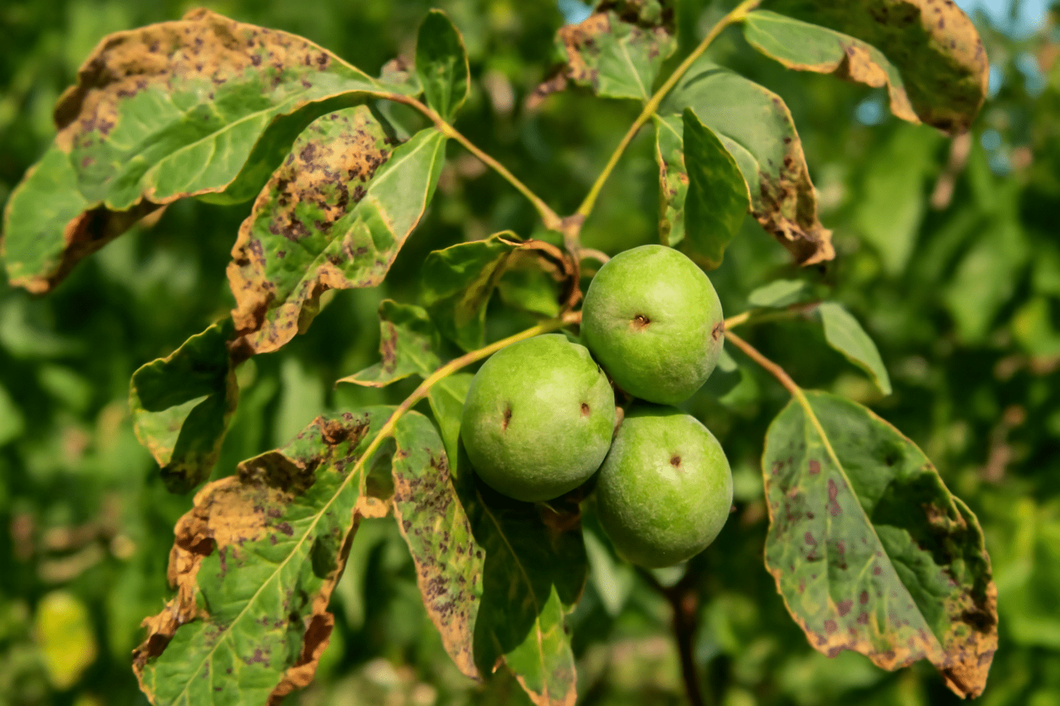 "Walnut tree with signs of disease and pest damage on leaves and nuts."