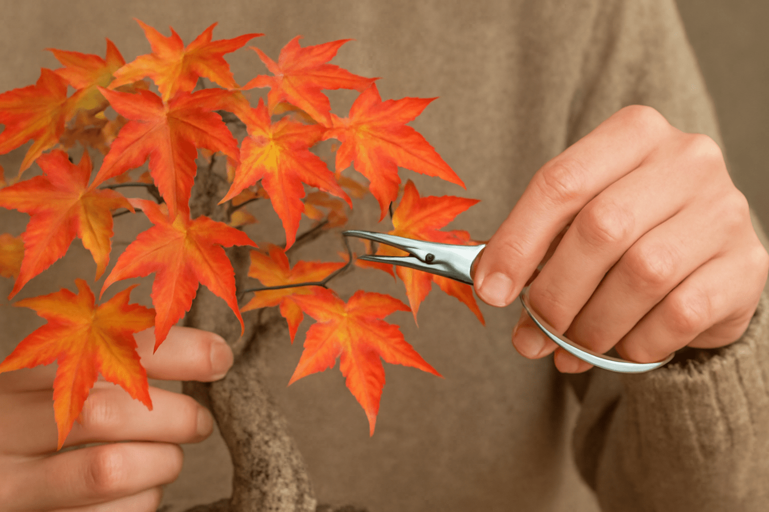Bonsai enthusiast pruning and shaping American Sweetgum Bonsai to ensure a healthy, compact form.