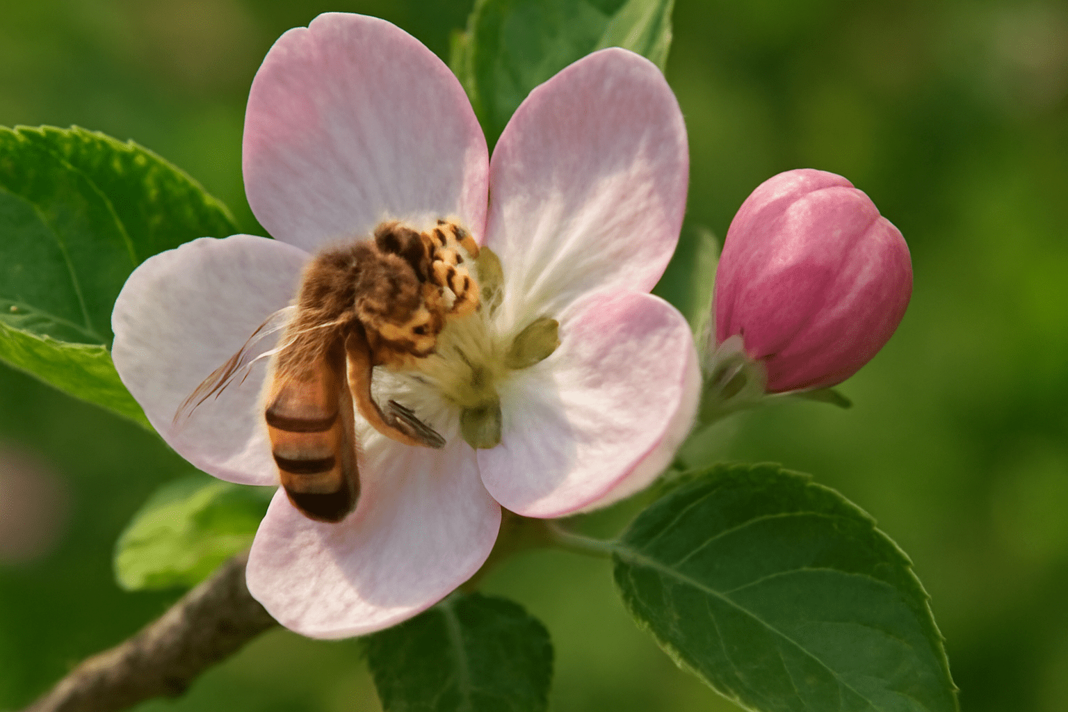 "Bee pollinating McIntosh apple blossom for cross-pollination."