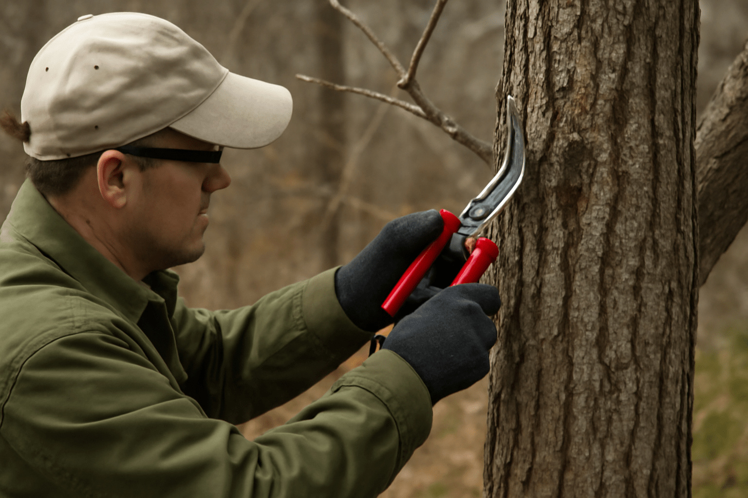 "Gardener pruning an old hickory tree by removing dead branches."