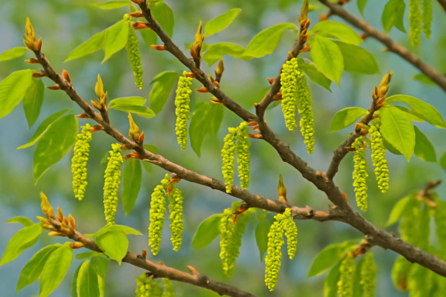 "Close-up of hickory tree buds and flowers signaling nut production."