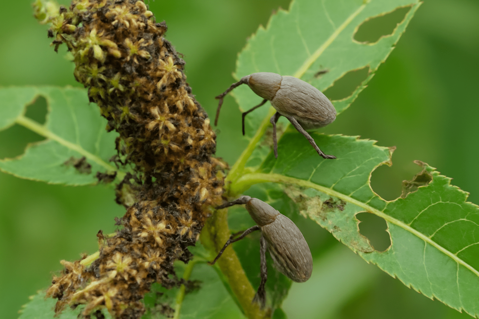 "Close-up of aphids or pecan weevils on a pecan tree, showing pest damage to flowers and leaves."