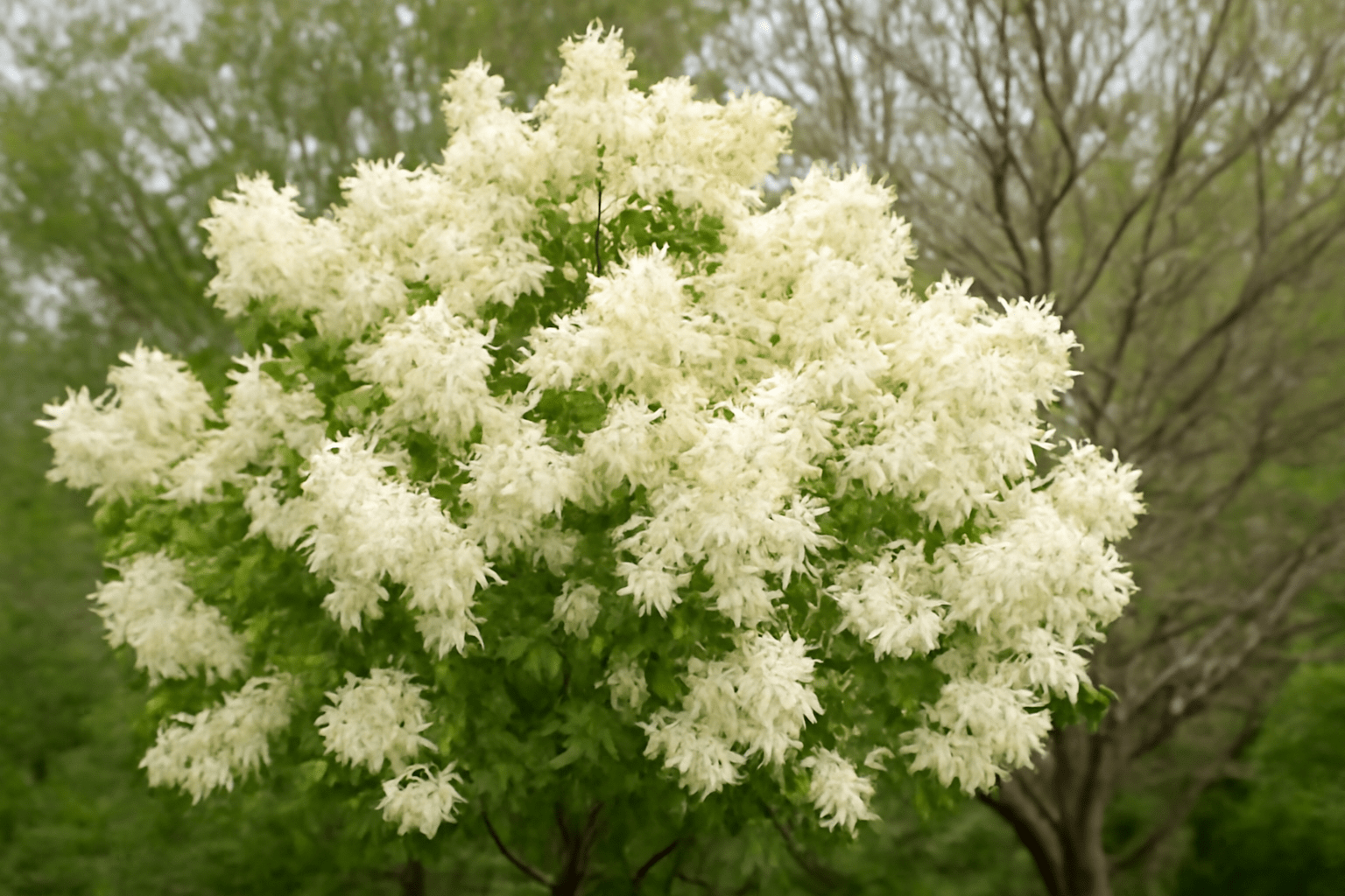 "Fragrant ash tree blooming next to other trees, highlighting its unique fragrance and beauty."