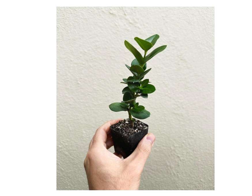 
Dwarf Natal Plum Plant (Carissa macrocarpa Nana) - 2" Pot