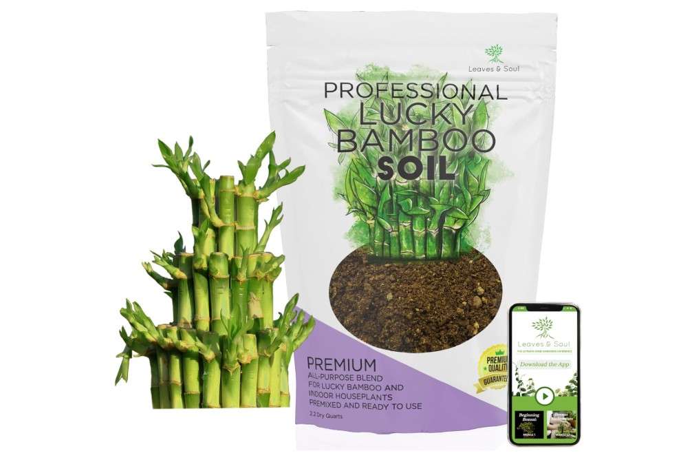 Professional Lucky Bamboo Soil | Large 2.2 Quarts Ready to Use for Lucky Bamboo Plants | Peat Moss, Coco Coir, Perlite, Dolomite | Made in USA
