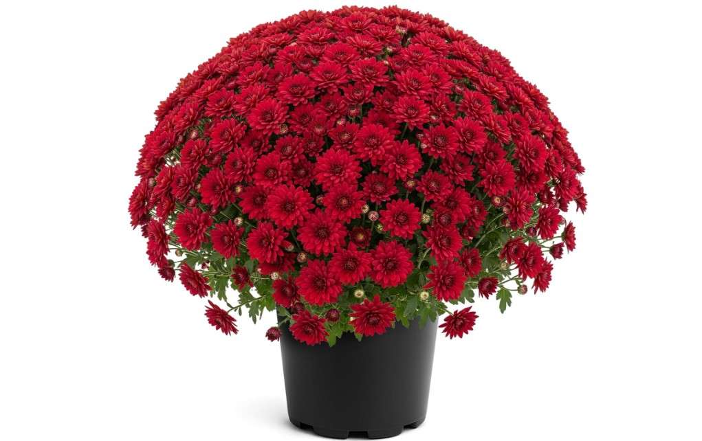 
Live Flowering Hardy Chrysanthemum - Red - Colorful Fall Mums - 15" Tall by 12" Wide in 3 Qt Pot