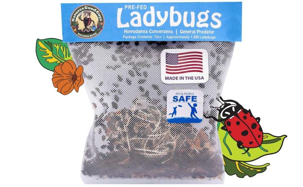 
Natures Good Guys 1500 Live Ladybugs - Good Bugs- Ladybugs - Guaranteed Live Delivery!