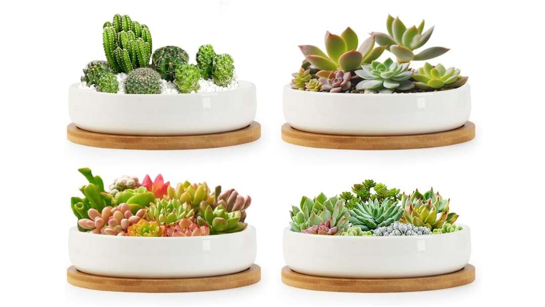 
ZOUTOG Succulent Pots,6 Inch Succulent Planters with Drainage and Tray,4 Pack White Ceramic Planters for Indoor Plants,Round Shallow Flower Plant Pots
