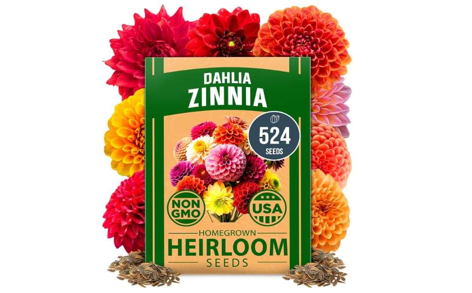  HOME GROWN 𝗨𝗦𝗔 𝗣𝗥𝗘𝗠𝗜𝗨𝗠 Zinnia Dahlia Seeds Pack for 2025 – 524 𝗡𝗢𝗡-𝗚𝗠𝗢 Flower Seeds | Vibrant Zinnia Elegans for Pollinator Gardens, Borders