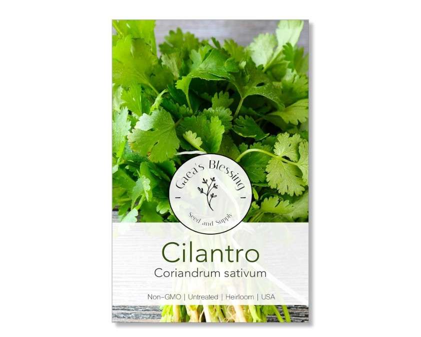 
Gaea's Blessing Seeds - Cilantro Seeds - Non-GMO Heirloom Seeds with Easy to Follow Instructions - Leisure Coriander Heirloom - 90% Germination Rate