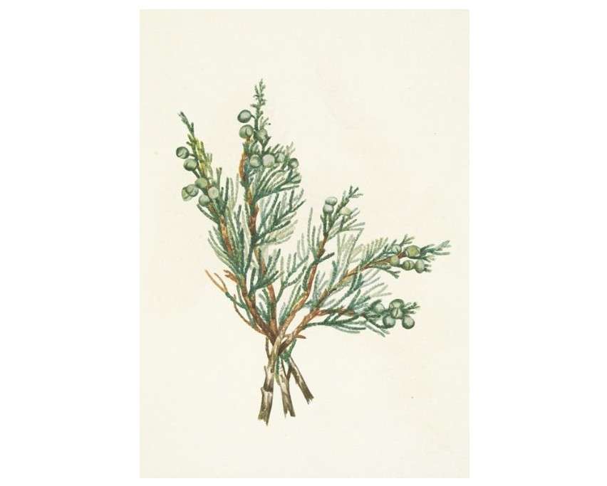  Creeping Juniper. Juniperus horizontalis (1925) Poster Print by Mary Vaux Walcott (18 x 24)