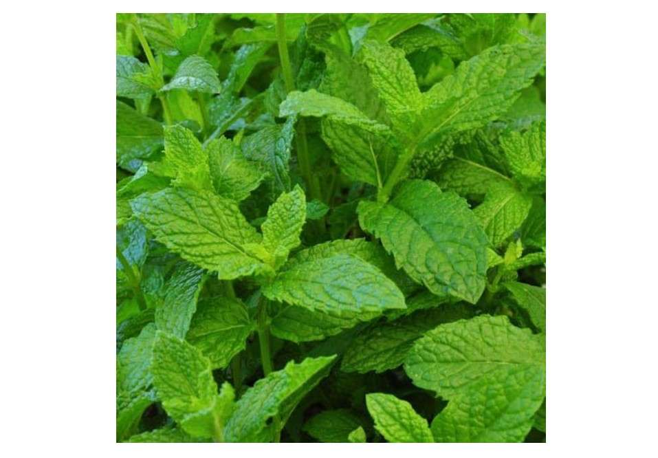 
Clovers Garden Mojito Mint Herb Plants- Two (2) Live Plants - Non-GMO - Not Seeds -Each 4"-8" Tall- in 4 Inch Pots, Summer Favorite