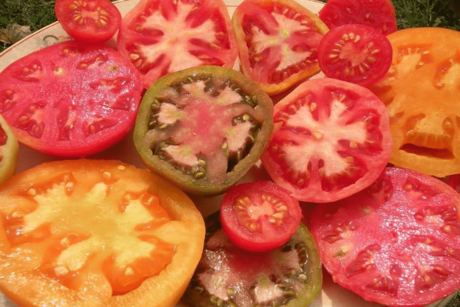 
Heirloom Tomato Seed Assortment- 10 Varieties- Over 900 Seeds- Non GMO Heirloom