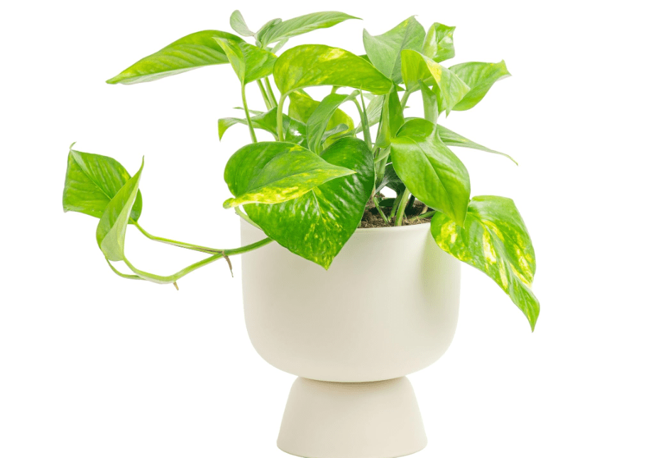 
Costa Farms Pothos Plant, Easy to Grow Vining Live Indoor Plant, Air Purifying Trailing Houseplant in Planter Pot, Housewarming Gift, Office, Room, and Home