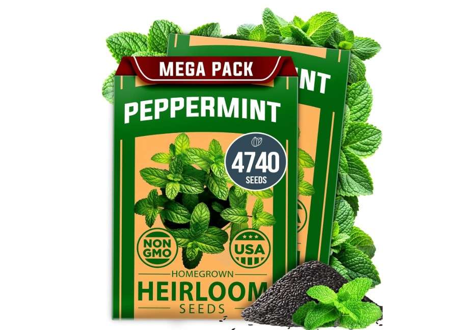  HOME GROWN Peppermint Seeds 2 Pack (Mentha × piperita) – 4,740 Heirloom Mint Seeds for Planting – 𝗡𝗢𝗡-𝗚𝗠𝗢, 𝗨𝗦𝗔-𝗦𝗢𝗨𝗥𝗖𝗘𝗗 – Grow Indoors