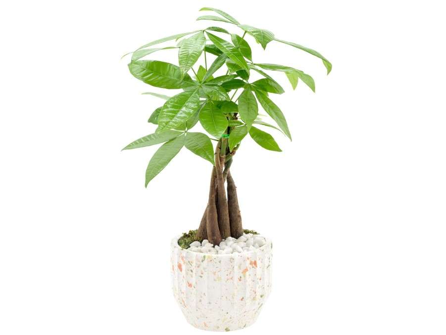  Arcadia Garden Products LV47 Money Tree, Live Indoor Plant in Speckled Splash Ceramic Planter for Home, Work, or Gift, White