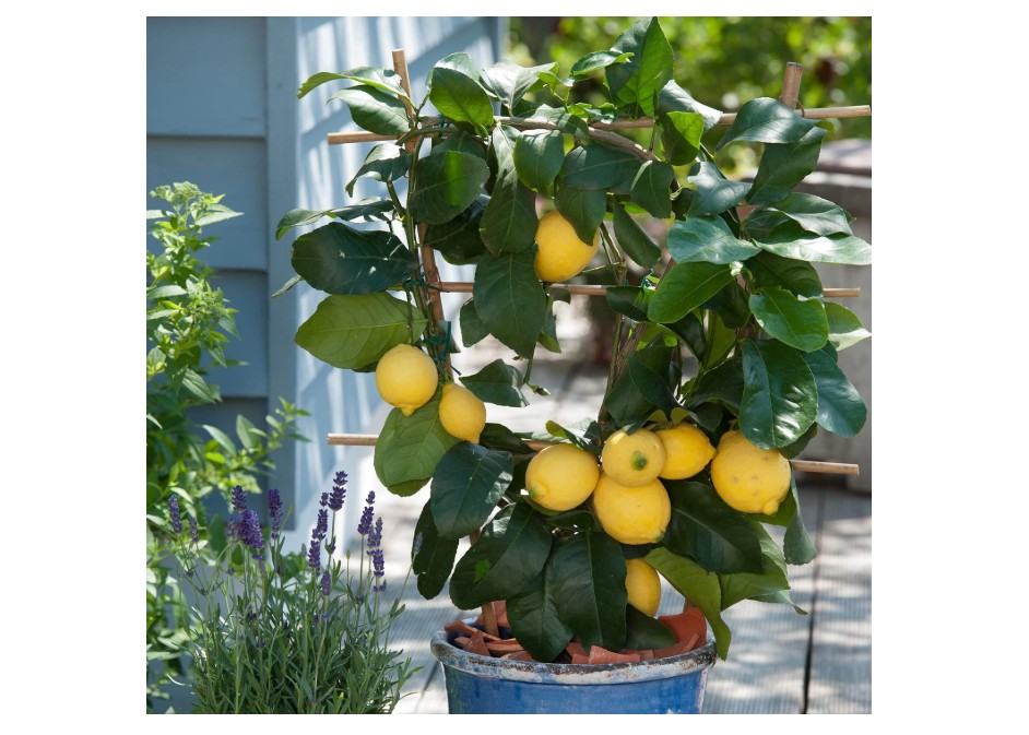  Garden State Bulb Meyer Lemon Tree, Citrus Live Plant (1 Gallon Growers Pot) Cannot Ship FL, AZ, CA, TX, LA