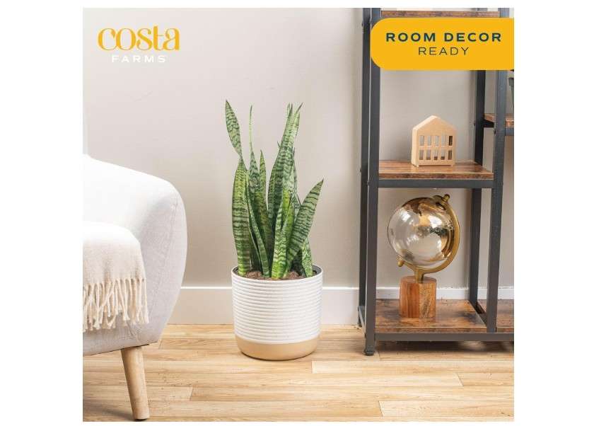  Costa Farms Premium Live Indoor Snake Sansevieria Floor Plant Shipped in Décor Planter, 2-Feet Tall, Grower's Choice, Green, Yellow