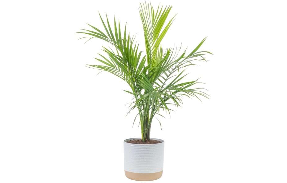 
Costa Farms Majesty Palm Live Plant, Live Indoor and Outdoor Palm Tree, Potted in Modern Décor Planter