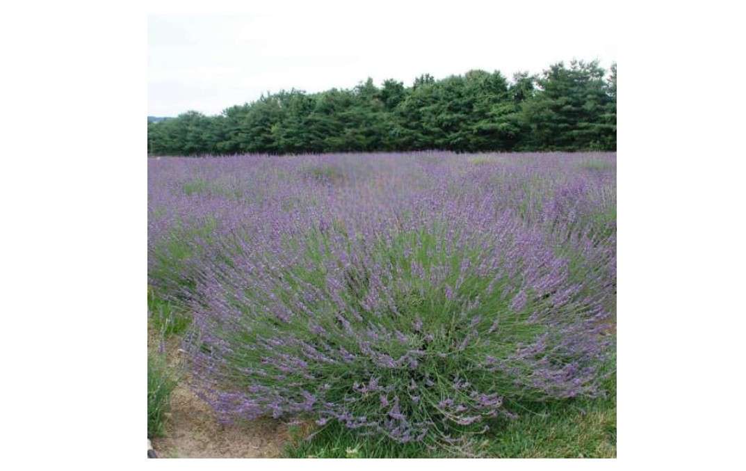
Votaniki Lavandula x Intermedia Phenomenal (English Lavender) #1 Size Root for Planting – Hardy Perennial with Fragrant Flowers | Long Lasting Summer Blooms