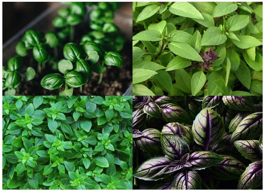 
“Global Gourmet Basil Mix” Basil Seeds – 10+ Varieties with Diverse Flavors and Aromas in Each Packet | Never GMO, Always Heirloom and Open-Pollinated 