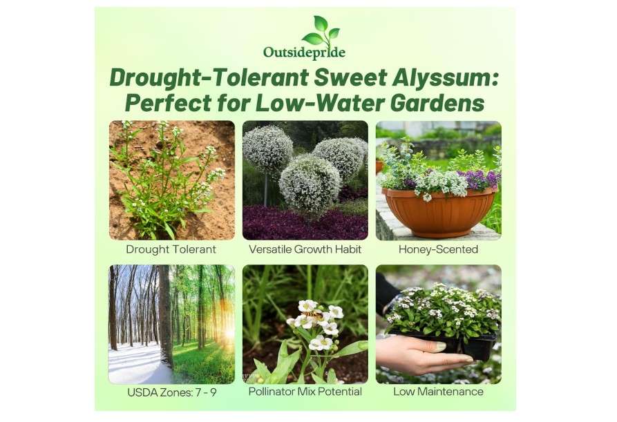 
Outsidepride Perennial Sweet Alyssum Seeds - 1/4 lb. White Lobularia Maritima Seeds for Ground Cover, Pollinator-Friendly Gardens, Drought-Tolerant