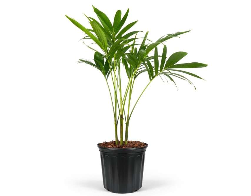 
Christmas Palm Triple Tree - Tropical Adonidia Merrillii (Veitchia merrillii), Evergreen Low Maintenance Accent Live Plant for Gardens & Patios, Ideal